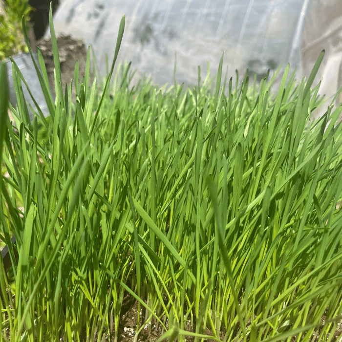 Cat Grass