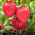 Chandler Strawberry - Raintree Nursery