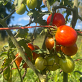 Cherry Ember Tomato