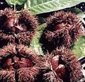 Chinese Chesnut - Raintree Nursery