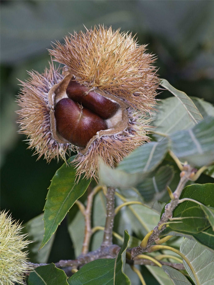 Chinese Chestnut Seedling - Raintree Nursery
