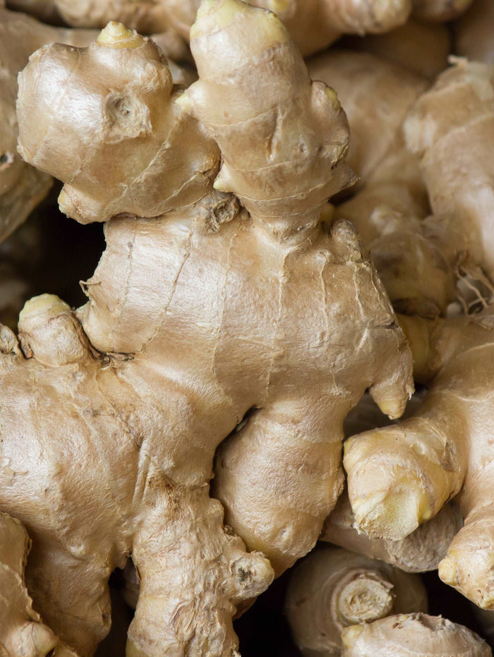 Chinese Yellow Ginger - Raintree Nursery