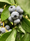 Chippewa Blueberry