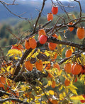 Chocolate Persimmon - Raintree Nursery