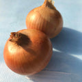 Clear Dawn Onion Seedlings