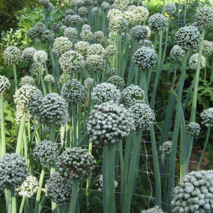 Clear Dawn Onion Seedlings
