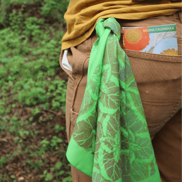 Coleus Bandana