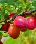 Combo Asian Plum (4 varieties) - Raintree Nursery