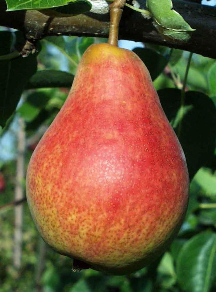 Combo European Pear Tree (4 varieties) - Raintree Nursery