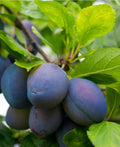 Combo European Plum Tree (4 varieties) - Raintree Nursery