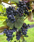 Concord Grape - Raintree Nursery