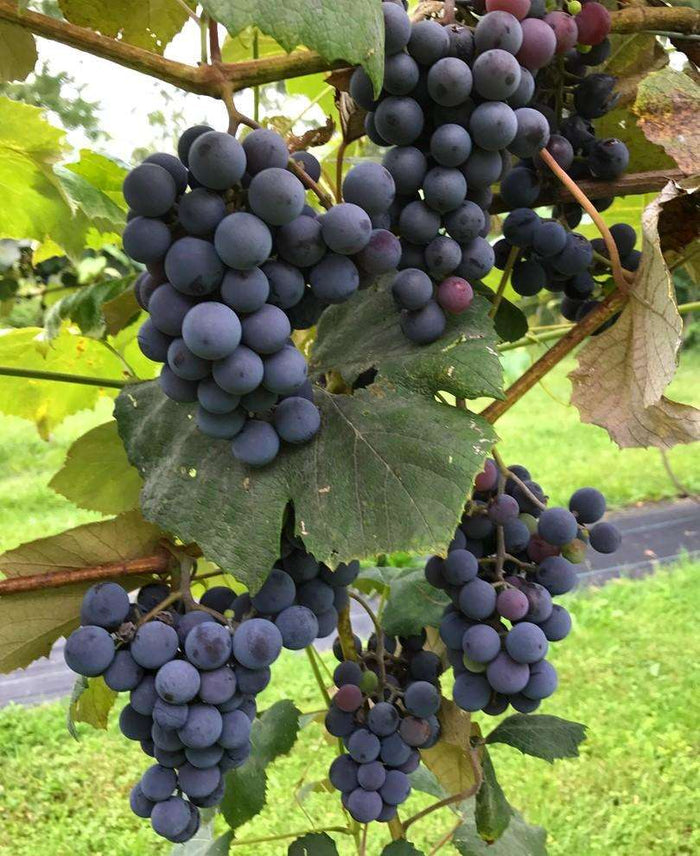 Concord Grape - Raintree Nursery