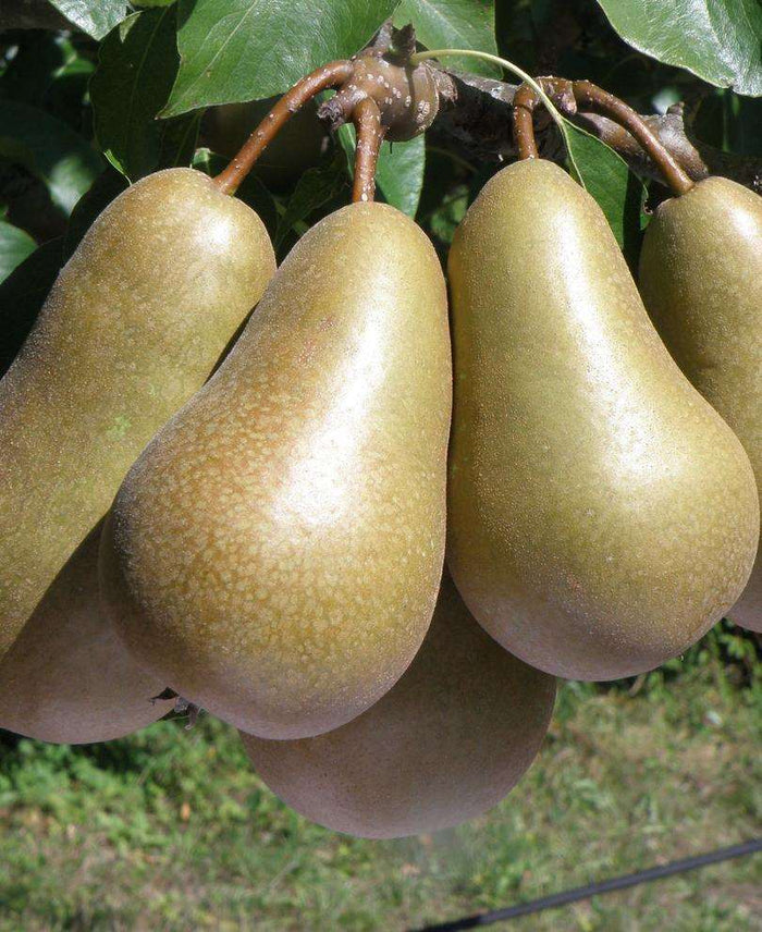Conference European Pear - Raintree Nursery