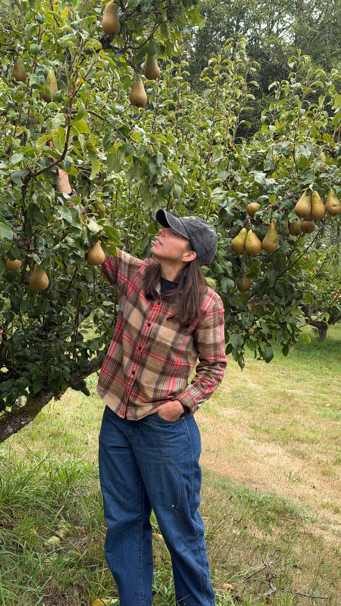 Harvesting conference pears