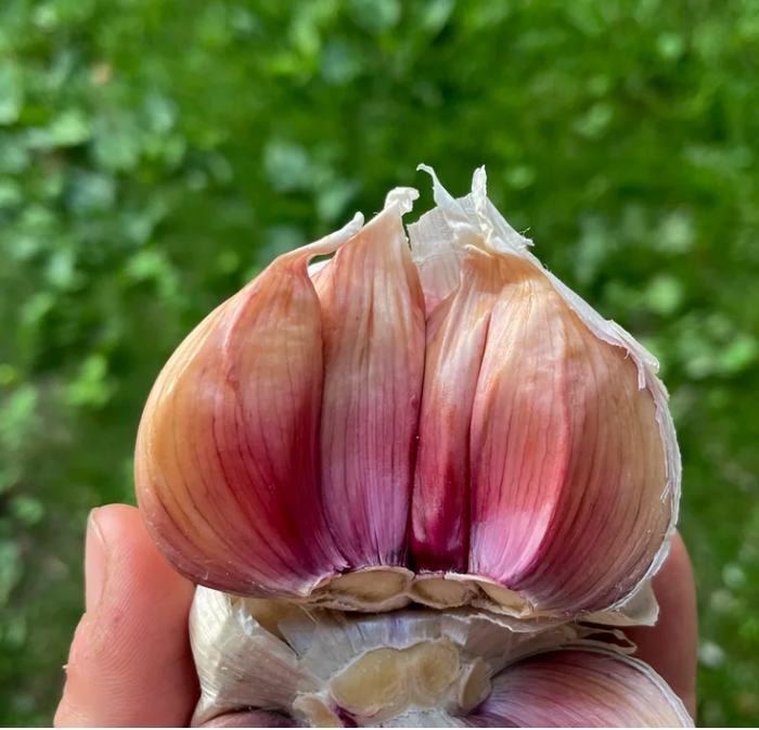 Conventional Bloodnick's Carpathian Hardneck Garlic