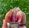 Conventional Bloodnick's Carpathian Hardneck Garlic