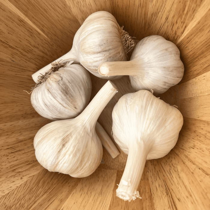 Conventional Bloodnick's Carpathian Hardneck Garlic