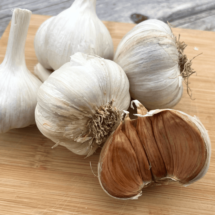 Conventional Bloodnick's Carpathian Hardneck Garlic