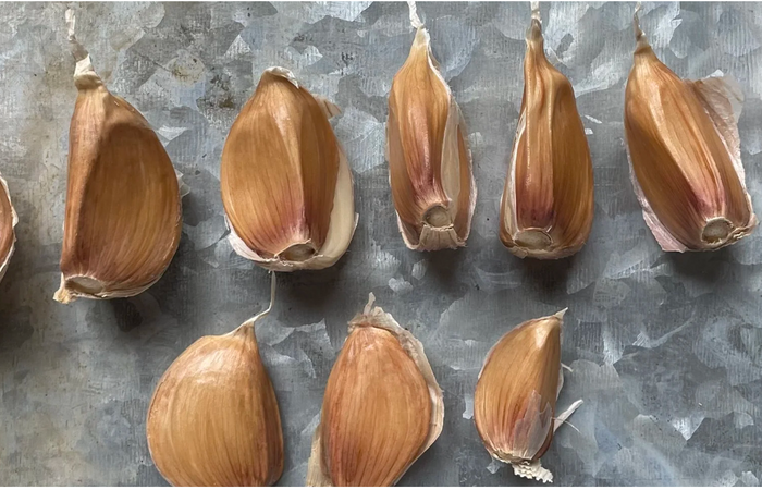 Conventional Bloodnick's Carpathian Hardneck Garlic