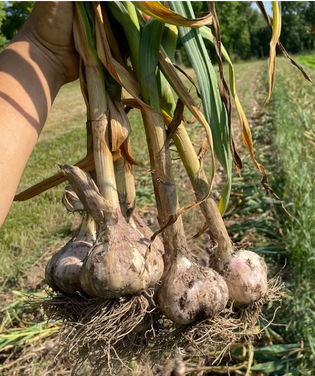 Conventional Bloodnick's Carpathian Hardneck Garlic