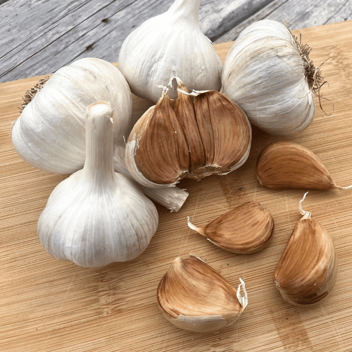 Conventional Bloodnick's Carpathian Hardneck Garlic