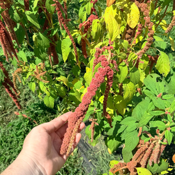 Coral Fountain Amaranth