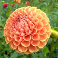 Cornel Bronze Dahlia Tuber vendor-unknown