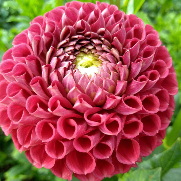 Cornel Red Dahlia Tuber vendor-unknown