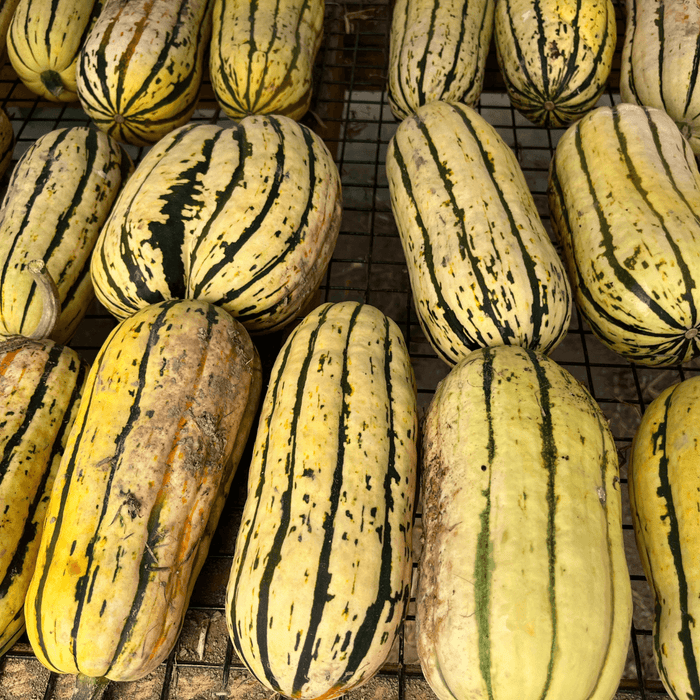 Cornell's Bush Delicata Squash