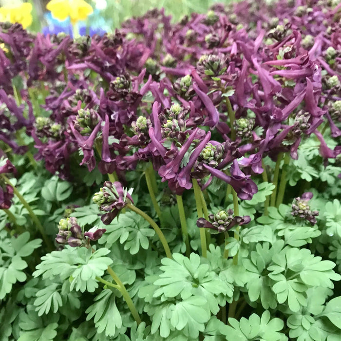 Corydalis solida 'Purple Bird'