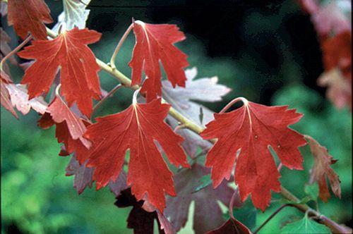 Crandall Black Currant - Raintree Nursery