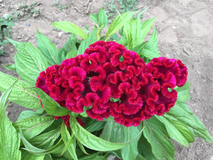 Crested Mix Celosia Seedlings
