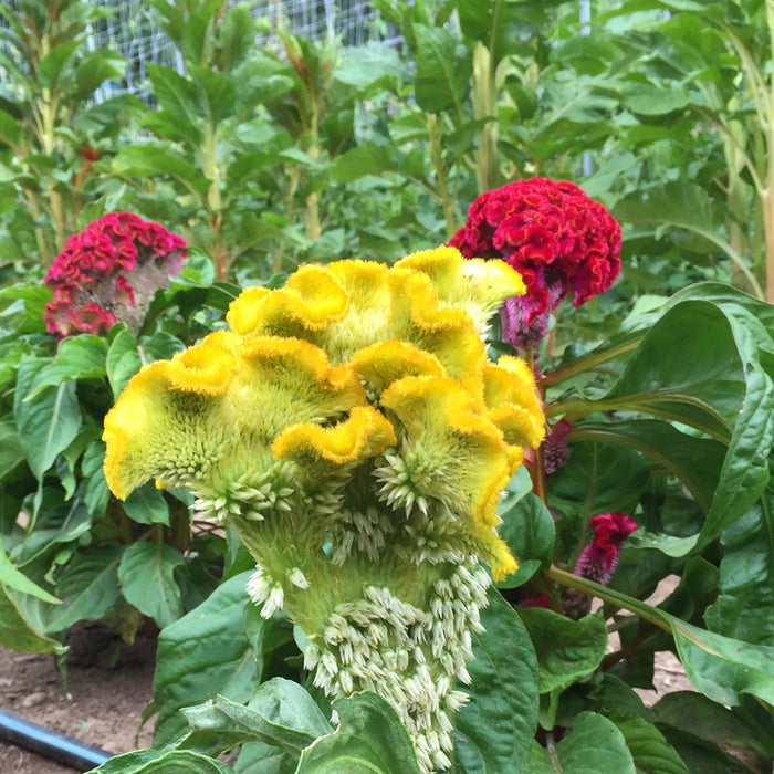 Crested Mix Celosia Seedlings