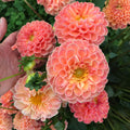 Crichton Honey Dahlia Tuber