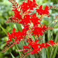 Crocosmia Lucifer