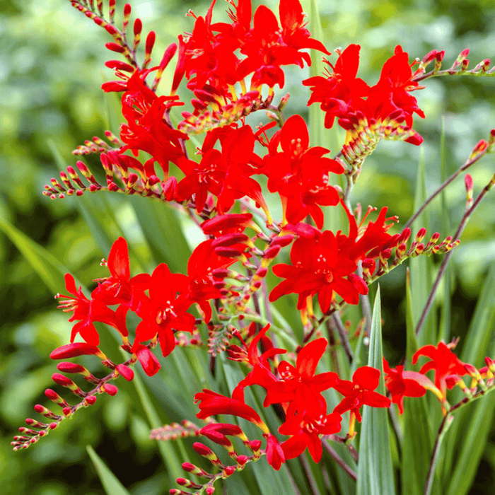 Crocosmia Lucifer