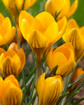 Crocus chrysanthus 'Dorothy'