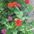 Dahlia Zinnia Seedlings