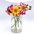 Dandy Collarette Dahlia Tuber Collection
