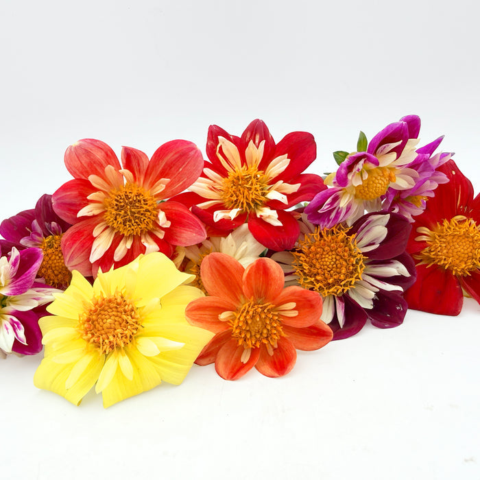 Dandy Collarette Dahlia Tuber Collection