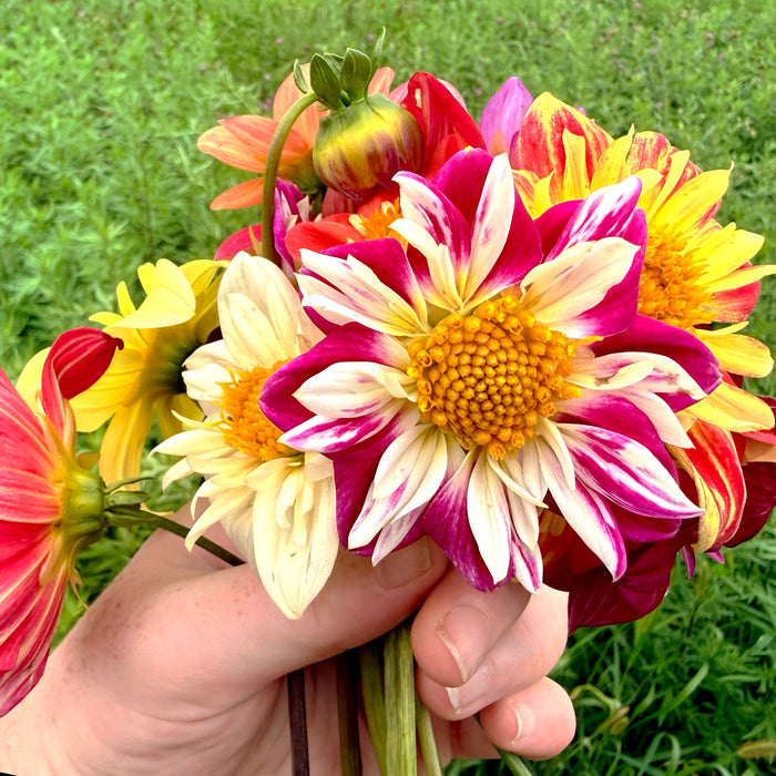 Dandy Collarette Dahlia Tuber Collection