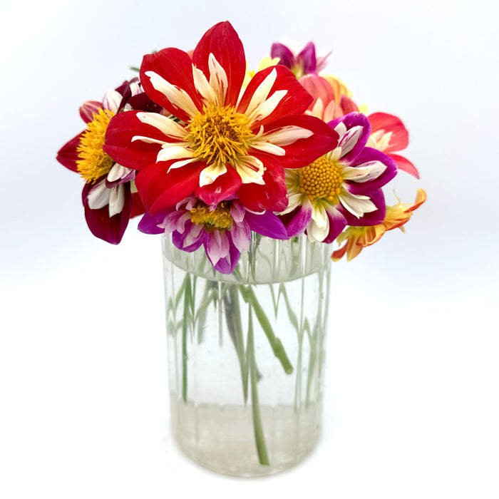 Dandy Collarette Dahlia Tuber Collection