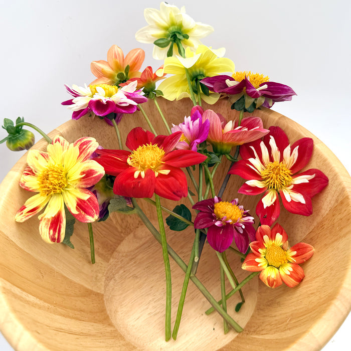 Dandy Collarette Dahlia Tuber Collection