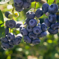 Darrow Blueberry - Raintree Nursery