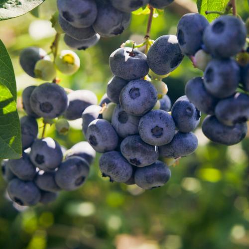 Darrow Blueberry - Raintree Nursery