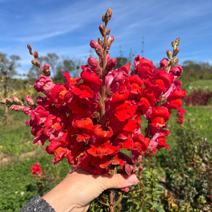 Defiance Snapdragon