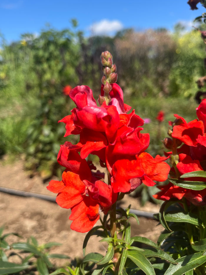 Defiance Snapdragon