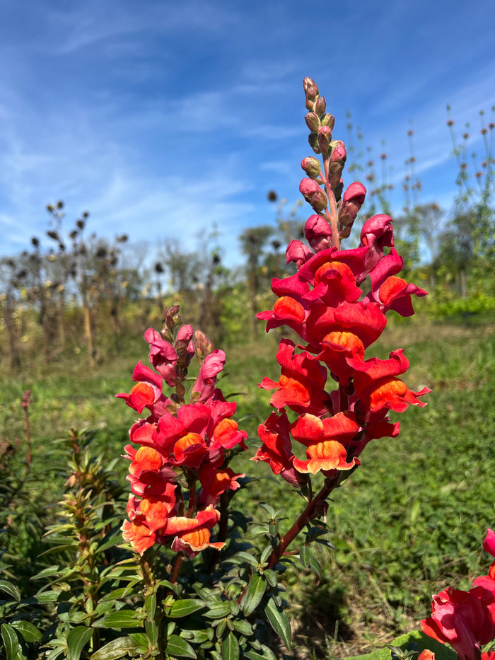Defiance Snapdragon