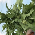 Deitrich's Wild Broccoli Raab vendor-unknown