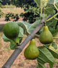 Desert King Fig - Raintree Nursery